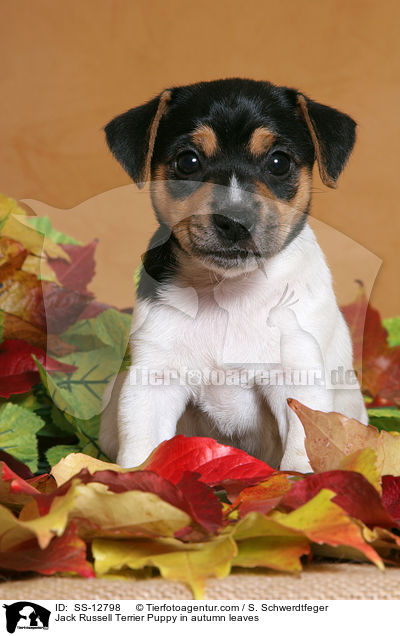 Jack Russell Terrier Welpe im Herbstlaub / Jack Russell Terrier Puppy in autumn leaves / SS-12798