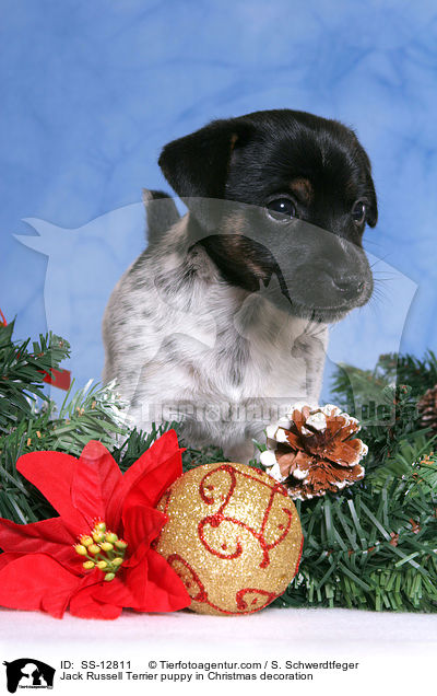 Jack Russell Terrier Welpe in Weihnachtsschmuck / Jack Russell Terrier puppy in Christmas decoration / SS-12811