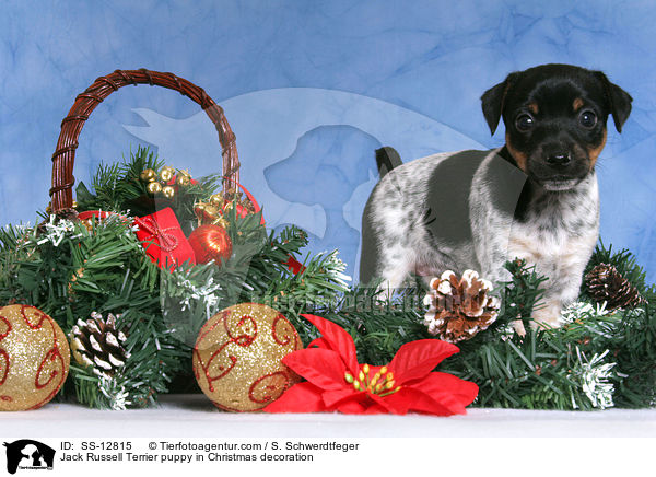 Jack Russell Terrier puppy in Christmas decoration / SS-12815