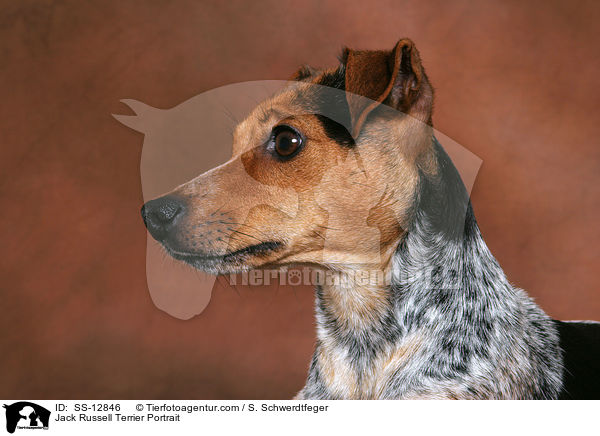 Jack Russell Terrier Portrait / Jack Russell Terrier Portrait / SS-12846