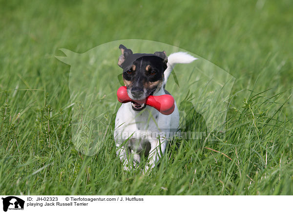 spielender Jack Russell Terrier / playing Jack Russell Terrier / JH-02323