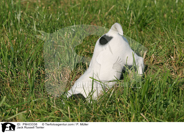 Jack Russell Terrier / Jack Russell Terrier / PM-03336