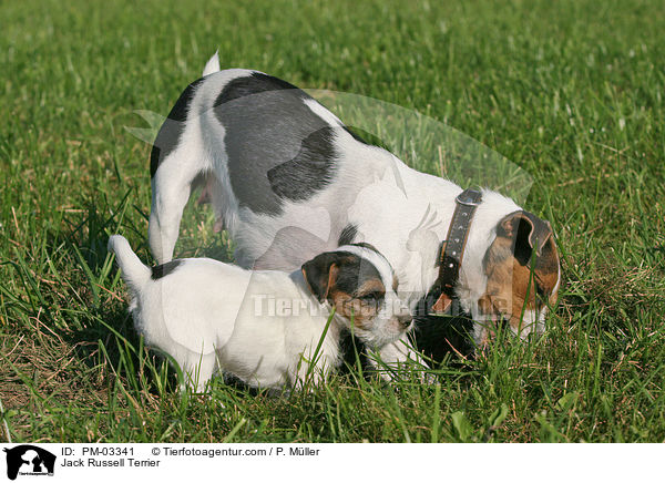 Jack Russell Terrier / Jack Russell Terrier / PM-03341