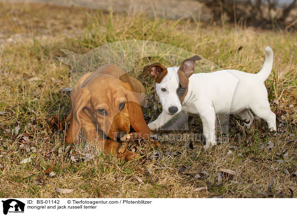 mongrel and jack russell terrier / BS-01142