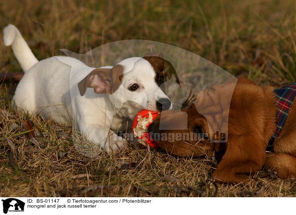 Beagle-Griffon-Mix und Jack Russell Terrier / mongrel and jack russell terrier / BS-01147
