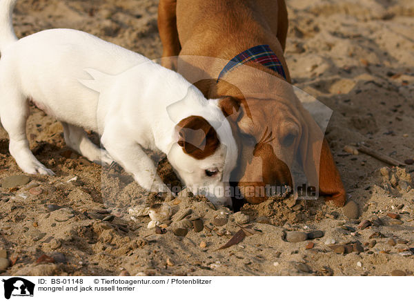 mongrel and jack russell terrier / BS-01148