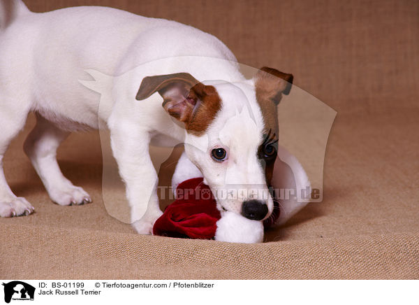 Jack Russell Terrier / BS-01199