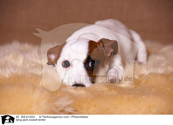 liegender Jack Russell Terrier / lying jack russell terrier / BS-01202