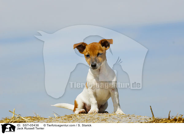 Jack Russell Terrier / Jack Russell Terrier / SST-05436