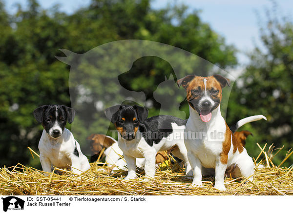 Jack Russell Terrier / Jack Russell Terrier / SST-05441