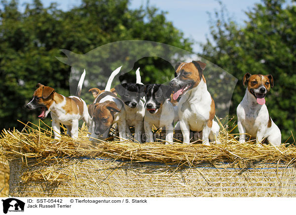 Jack Russell Terrier / Jack Russell Terrier / SST-05442