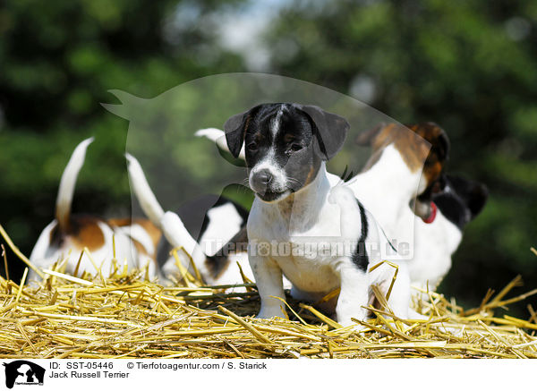 Jack Russell Terrier / Jack Russell Terrier / SST-05446
