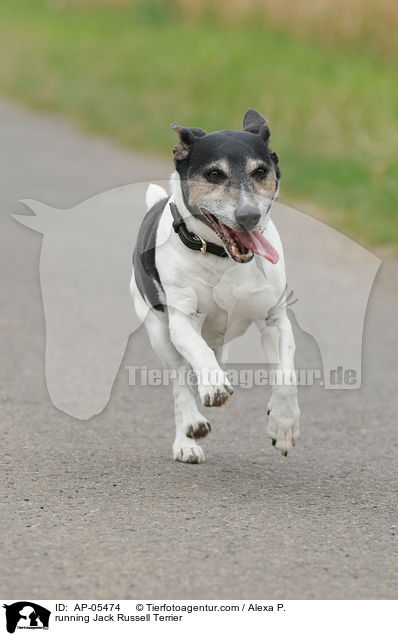 running Jack Russell Terrier / AP-05474