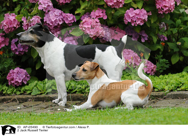 2 Jack Russell Terrier / 2 Jack Russell Terrier / AP-05490