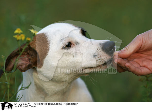 Jack Russell Terrier / Jack Russell Terrier / BS-02771