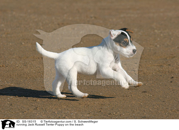 running Jack Russell Terrier Puppy on the beach / SS-18315
