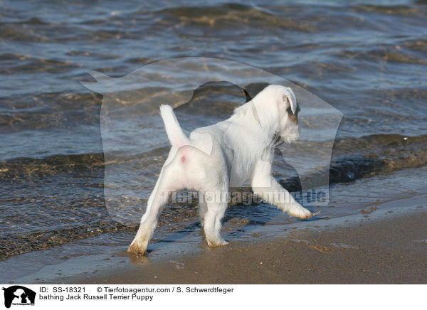 badender Parson Russell Terrier Welpe / bathing Parson Russell Terrier Puppy / SS-18321