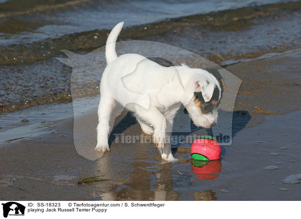 spielender Parson Russell Terrier Welpe / playing Parson Russell Terrier Puppy / SS-18323