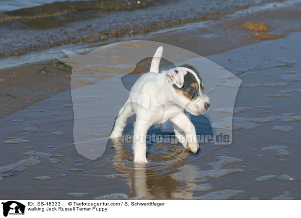laufender Parson Russell Terrier Welpe / walking Parson Russell Terrier Puppy / SS-18333