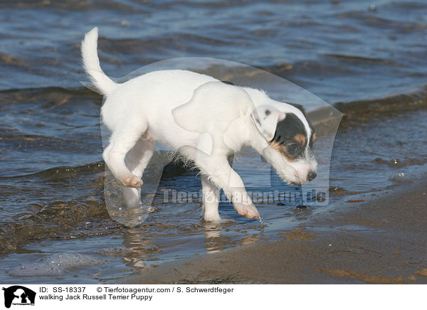laufender Parson Russell Terrier Welpe / walking Parson Russell Terrier Puppy / SS-18337