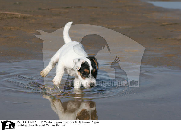badender Parson Russell Terrier Welpe / bathing Parson Russell Terrier Puppy / SS-18415