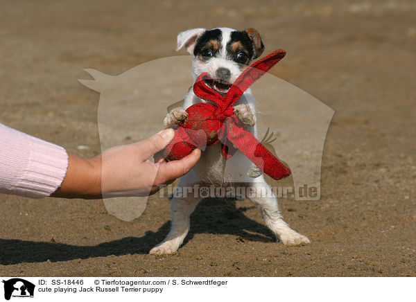 niedlicher spielender Parson Russell Terrier Welpe / cute playing Parson Russell Terrier puppy / SS-18446