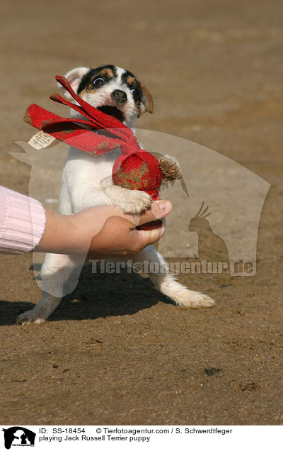 spielender Parson Russell Terrier Welpe / playing Parson Russell Terrier puppy / SS-18454