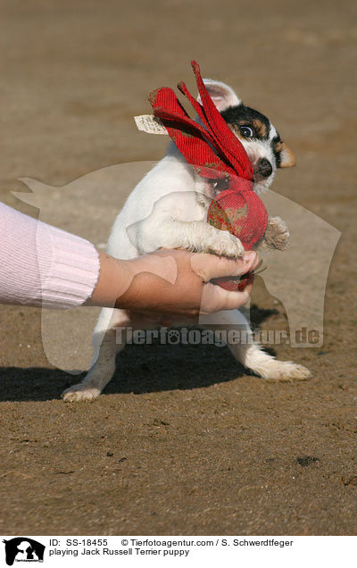 spielender Parson Russell Terrier Welpe / playing Parson Russell Terrier puppy / SS-18455