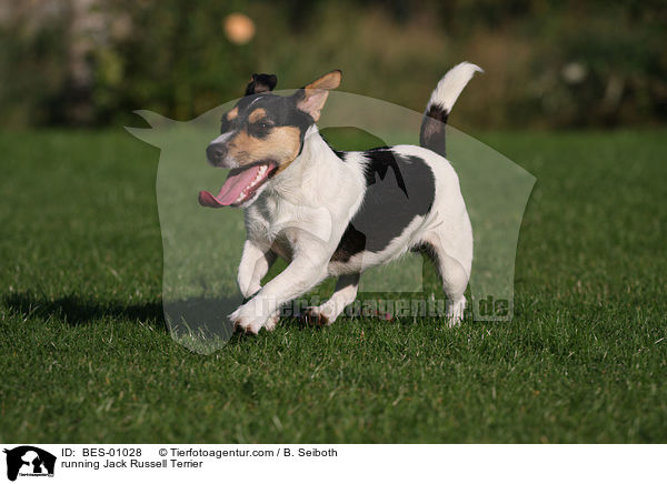 running Jack Russell Terrier / BES-01028