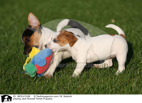 playing Jack Russell Terrier Puppies / BES-01048