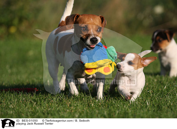 playing Jack Russell Terrier / BES-01050