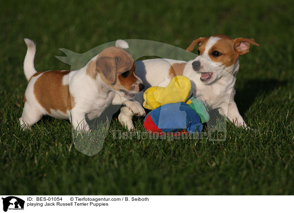 playing Jack Russell Terrier Puppies / BES-01054