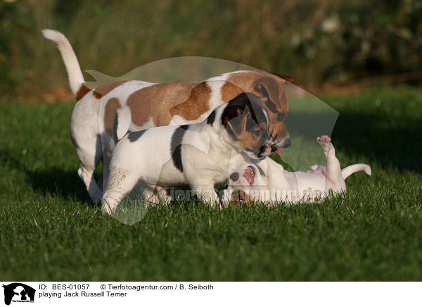 playing Jack Russell Terrier / BES-01057