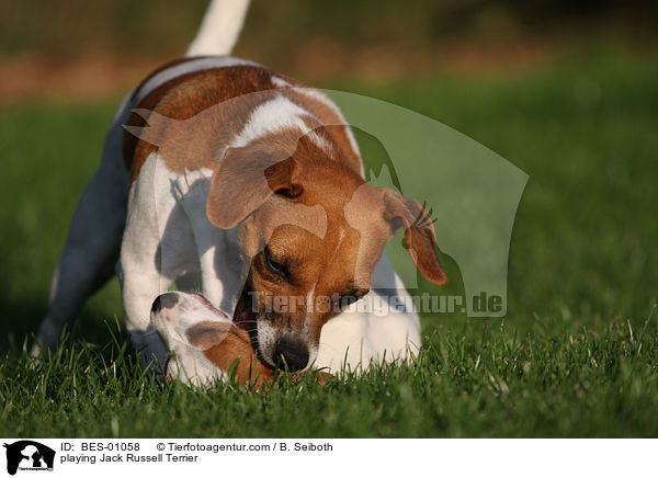 playing Jack Russell Terrier / BES-01058