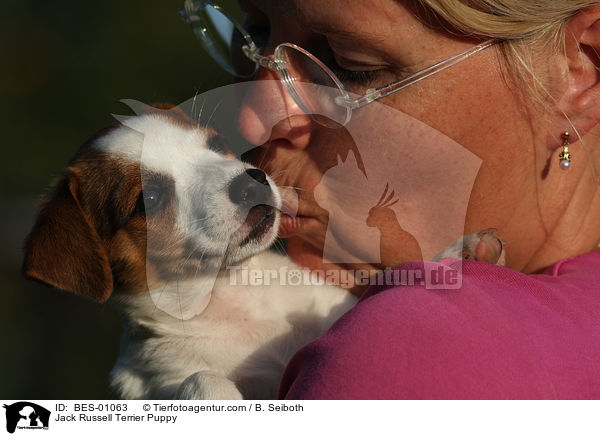 Jack Russell Terrier Welpe / Jack Russell Terrier Puppy / BES-01063