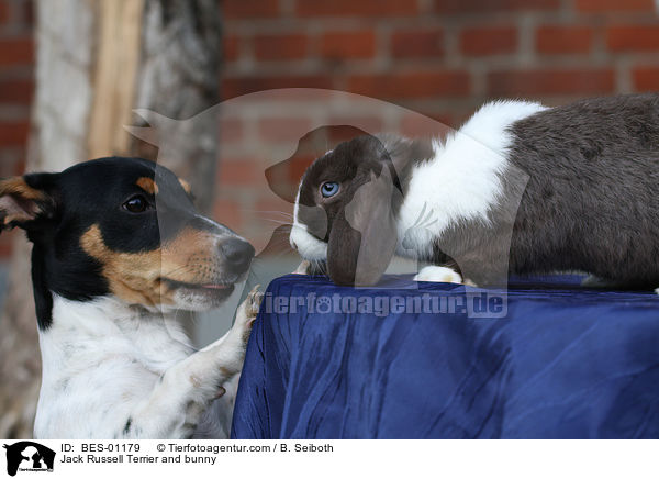 Jack Russell Terrier and bunny / BES-01179