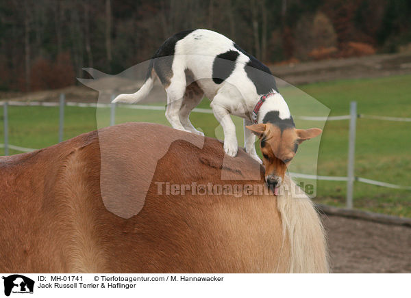 Jack Russell Terrier & Haflinger / MH-01741