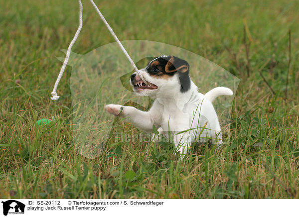 spielender Parson Russell Terrier Welpe / playing Parson Russell Terrier puppy / SS-20112