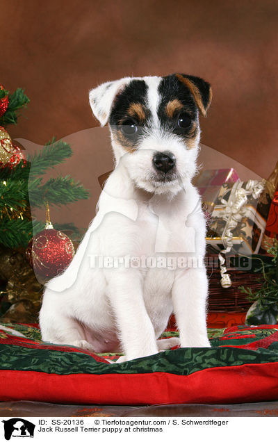 Parson Russell Terrier weihnachtlich / Parson Russell Terrier at christmas / SS-20136