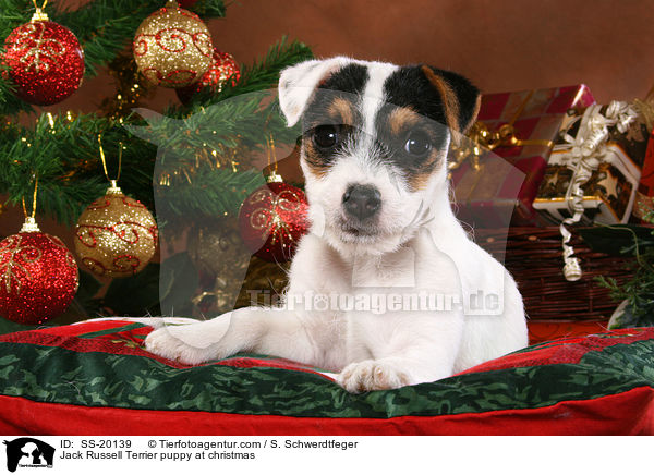 Parson Russell Terrier weihnachtlich / Parson Russell Terrier at christmas / SS-20139