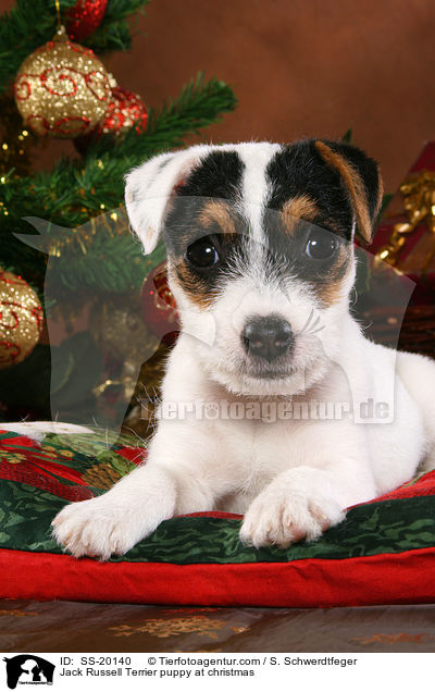Jack Russell Terrier puppy at christmas / SS-20140