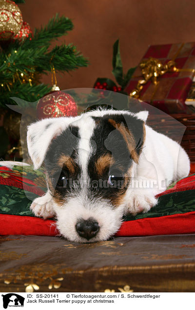 Jack Russell Terrier puppy at christmas / SS-20141