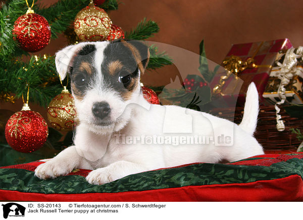 Parson Russell Terrier weihnachtlich / Parson Russell Terrier at christmas / SS-20143