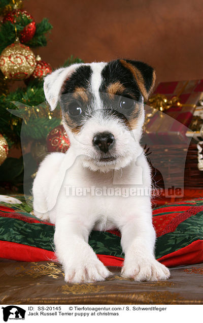 Jack Russell Terrier puppy at christmas / SS-20145