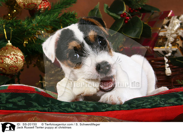 Jack Russell Terrier puppy at christmas / SS-20150