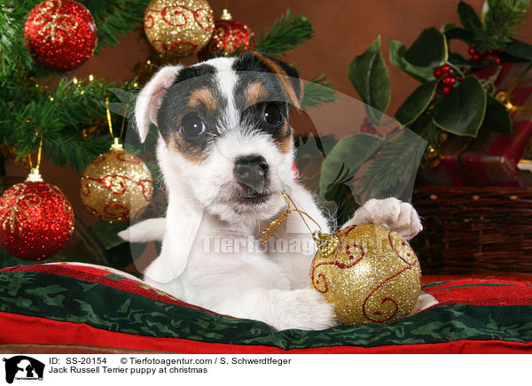 Jack Russell Terrier puppy at christmas / SS-20154