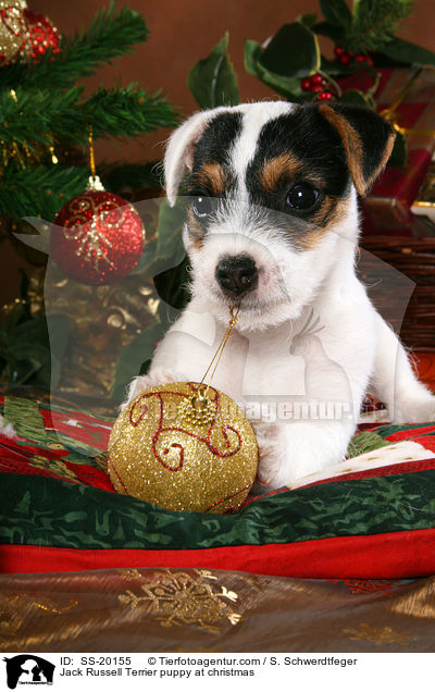 Jack Russell Terrier puppy at christmas / SS-20155