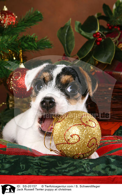 Jack Russell Terrier puppy at christmas / SS-20157