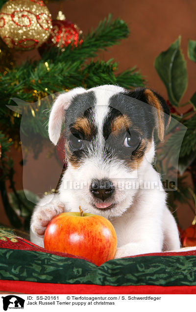Jack Russell Terrier puppy at christmas / SS-20161