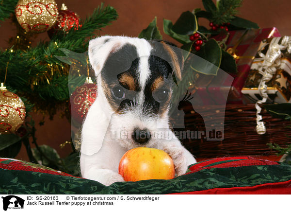 Jack Russell Terrier puppy at christmas / SS-20163